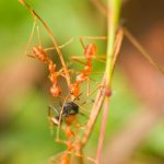 How to Get Rid of Ants in the Kitchen