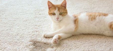 Cat laying on carpet next to urine stain