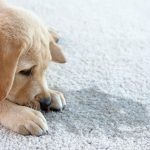 dog next to a stain on carpet