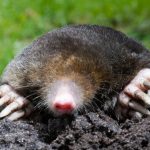 mole in garden