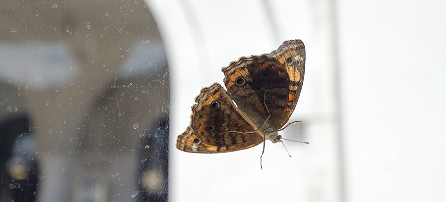 brown house moth