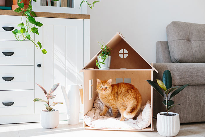 Cat in cat house in living room.