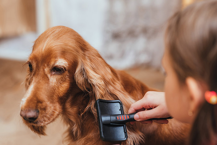 Dog getting groomed with brush.