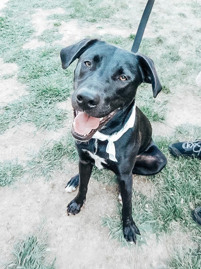 Vader - black and white dog - sitting outside.