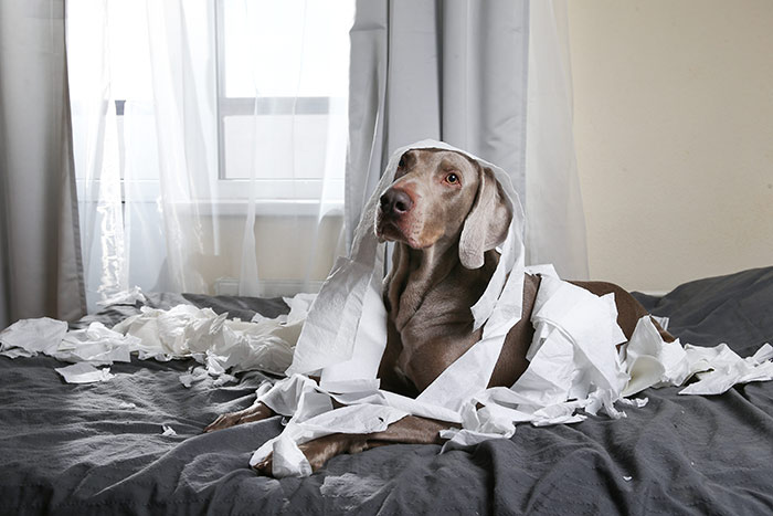 Dog laying in bed with toilet paper.