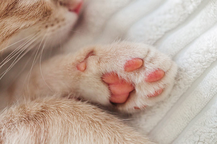 Cat toe beans