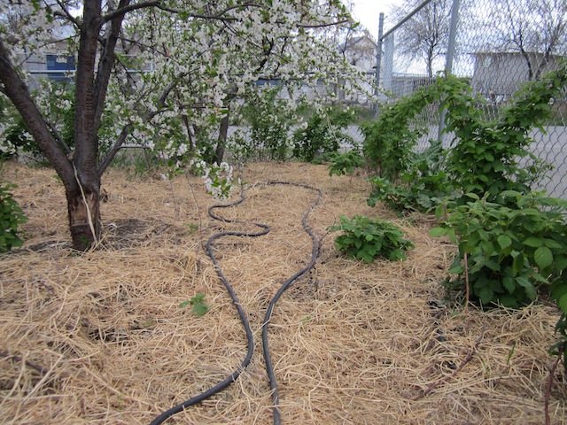 Living the Life: Mobile Chicken Hutch and Greenhouse Update: Photo Essay, 