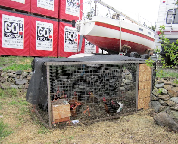 Living the Life: Mobile Hen-Hutch and Weed Control, 